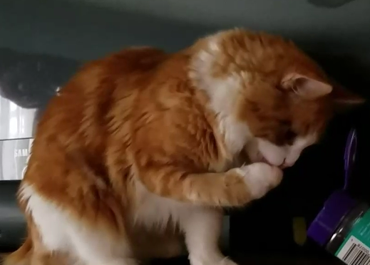 Have a rodent in the wall at 2:45 am