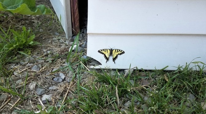 Theres a Tiger in the yard