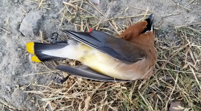 R I P Cedar Waxwing